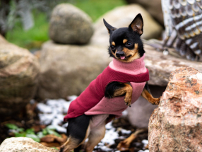 Hundebekleidung,Chihuahua Bekleidung,Hundepullover,Kälteschutz,Nalas-Fashion,Nalas Fashion