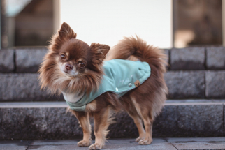 Chihuahua Bekleidung,Hundebekleidung,Softshell,Nalas-Fashion,Nalas Fashion,Hundemantel