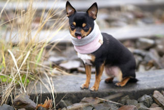 Chihuahua Hundebekleidung, Hundehalstuch,hunde Loop,Halsschmerzen Hunde,Nalas-Fashion,Nalas Fashion