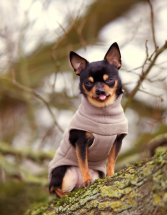 Hundebekleidung,Chihuahua,Bekleidung,Hundepullover,Boho,Nalas-Fashion,Nalas Fashion,Hundemantel