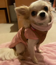 Chihuahua,Hundebekleidung, Hundebekleidung Softshell Rosie