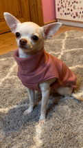 Chihuahua,Hundebekleidung,Hundemantel,Softshell Rosie