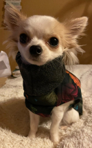 Chihuahua,Hundebekliedung, Hundemantel, Lilly