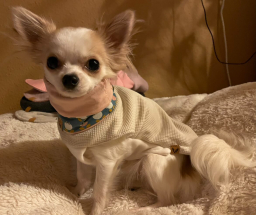 Chihuahua,Hundebekleidung,Hundemantel, Hundepullover Vanilla