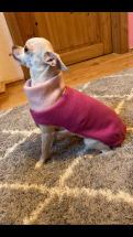 Chihuahua, Hundebekleidung, Hundepullover Pullover Cherry