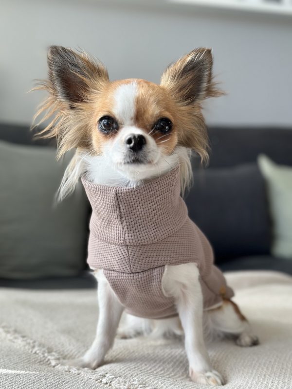 Nala trägt einen Hundepullover in der Farbe Braungrau - Taupe