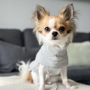Nala trägt einen Hundepullover in der Farbe Hellgrau -"Grey Wolf"