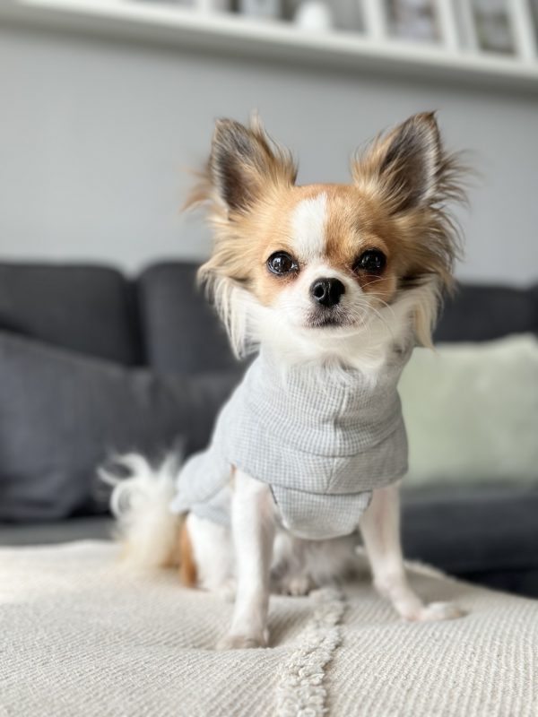 Nala trägt einen Hundepullover in der Farbe Hellgrau -"Grey Wolf"